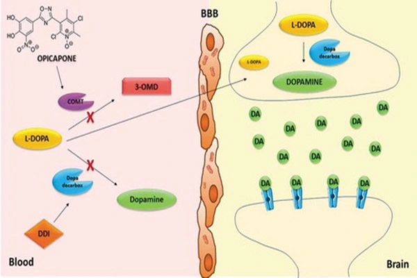 Opicapone's mechanism of action Opicapone's mechanism of action