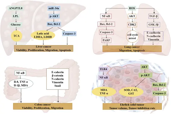 Mechanism of action of Royal Jelly Acid Mechanism of action of Royal Jelly Acid