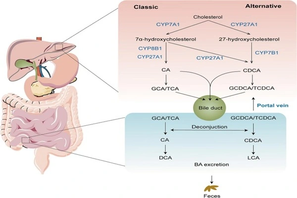 Mechanism of action of Glycocholic acid API Mechanism of action of Glycocholic acid API