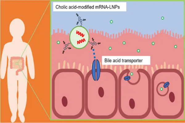 Mechanism of action of Cholic acid API
