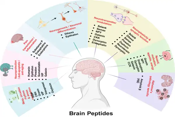 The effects of Dihexa Peptide Powder on the brain The effects of Dihexa Peptide Powder on the brain