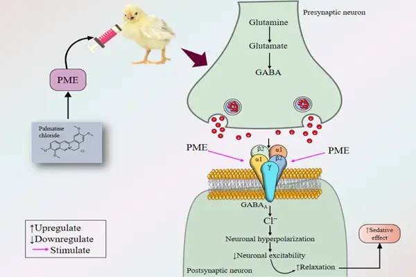 Mechanism of action of palmatine chloride Mechanism of action of palmatine chloride