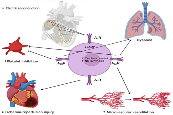 Effects of Adenosine API Powder on the Heart Effects of Adenosine API Powder on the Heart