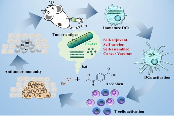 Mechanism of action of Inosine Pranobex powder