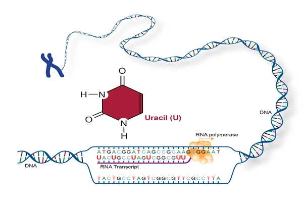 99% Uracil powder