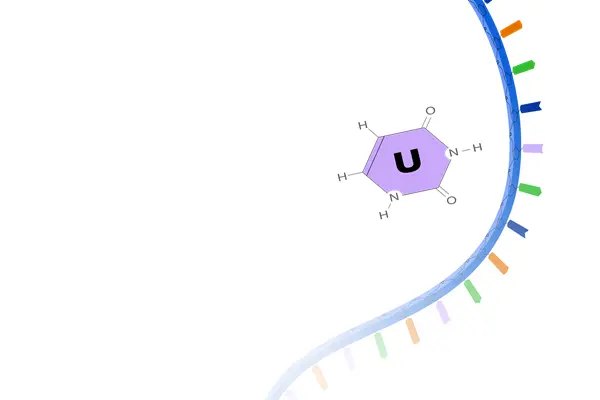 99% Uracil powder