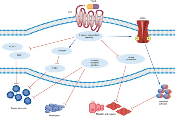 Mechanism of action of Foxy 5 peptide