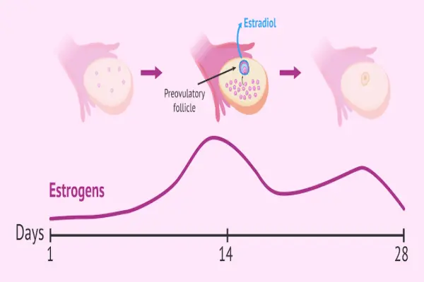Mechanism of action of Estradiol Powder