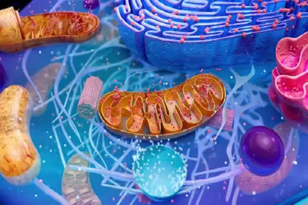 SS-31 elamipretide mechanism