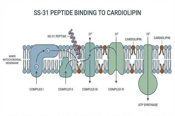 SS-31 elamipretide research