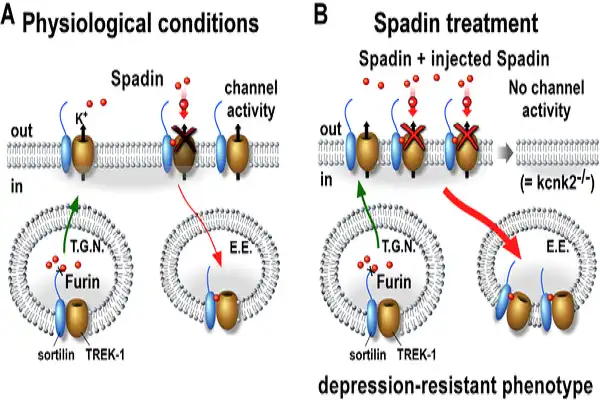 Spadin peptide