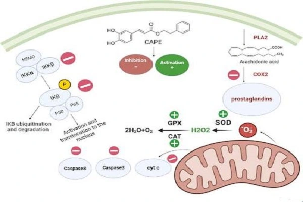 Caffeic acid phenethyl ester Caffeic acid phenethyl ester