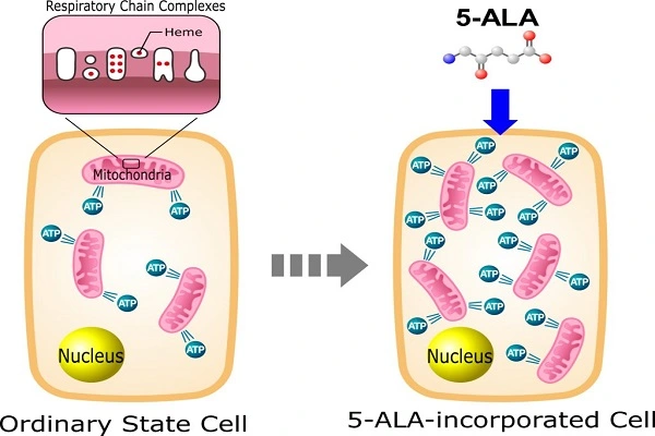5-ALA powder