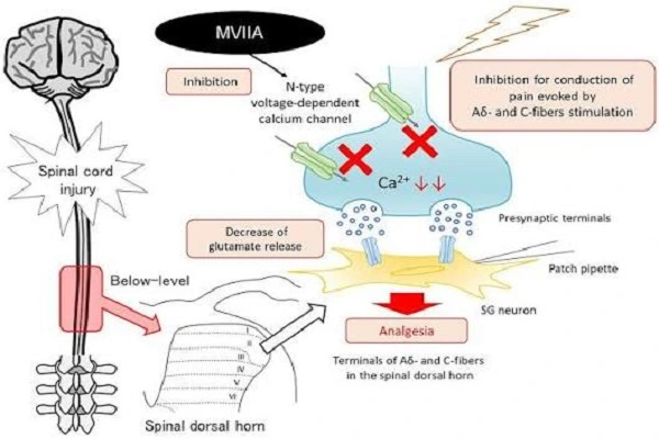 Mu conotoxin Mu conotoxin