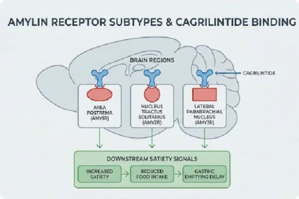 Peptide Cagrilintide Peptide Cagrilintide