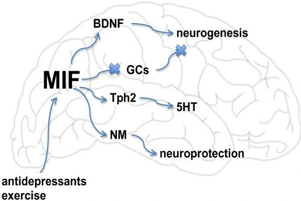 MIF-1 peptide